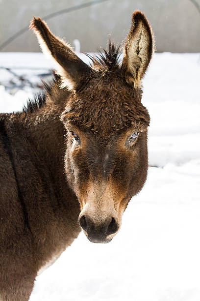 istock Donkey On Frozen Field 546853447