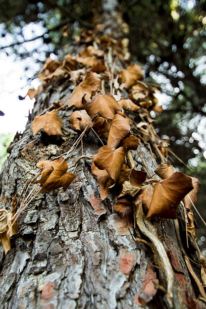 A  black fungus hangs on an old tree stump during autumn