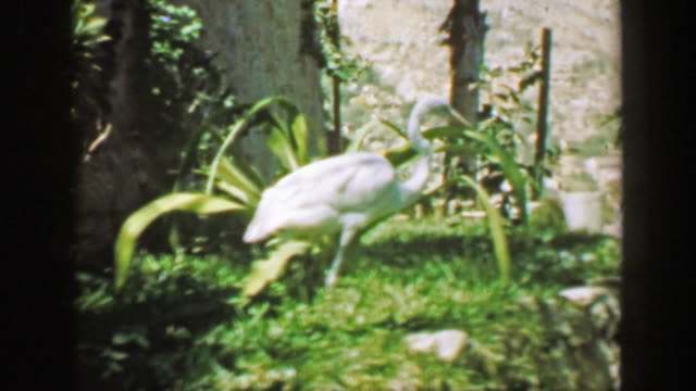 1952: White crane bird walking dense tropical green garden landscape.