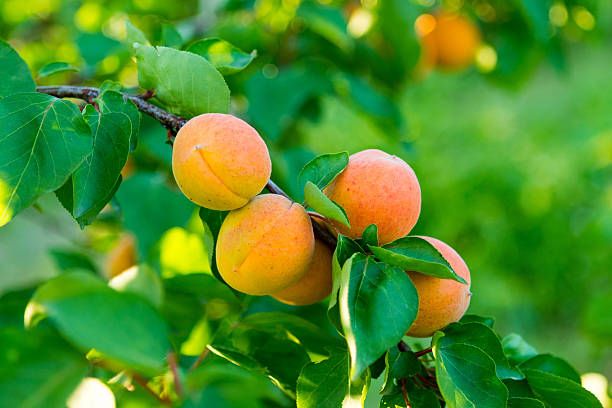 aprikosen auf baum - aprikose stock-fotos und bilder