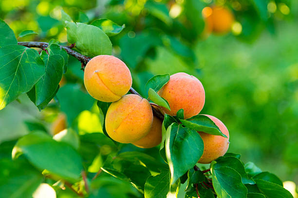 abricots sur tree - abricot photos et images de collection