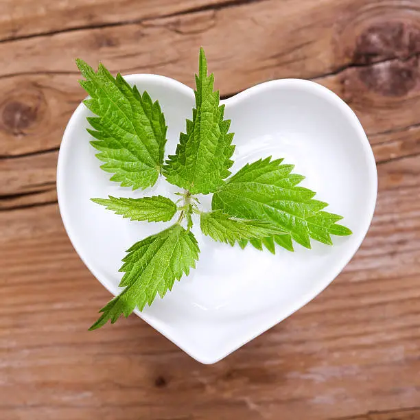 Stinging nettle for homeopathy, cooking or tea.