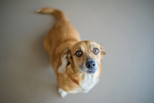 Dachshund mixed breed dog in animal shelter.