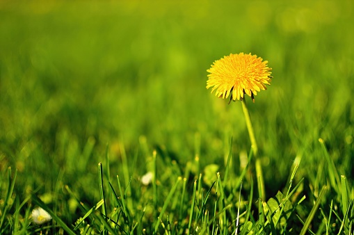 Spring yellow single dandelion in green grass