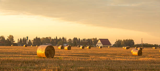 istock hay-roll on meadow against sunset background 547011430