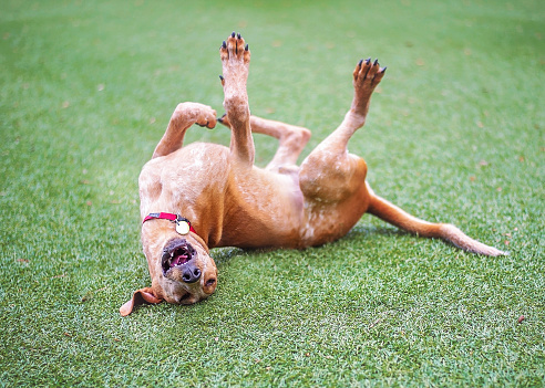 Hound mix rolling on his back.