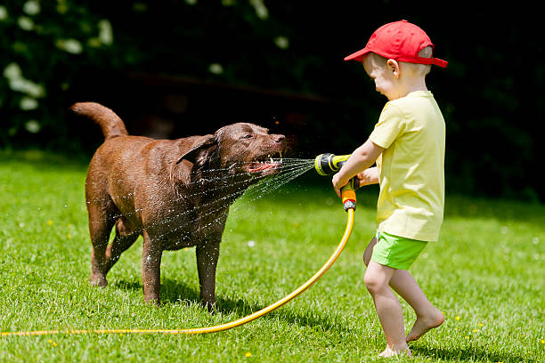 Dog Water Child Child playing with brown labrador using the hose with water overheated stock pictures, royalty-free photos & images