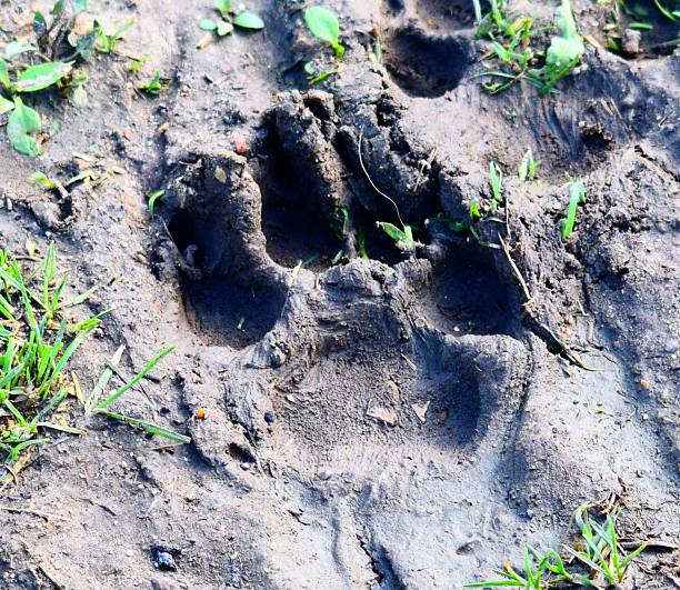 istock muddy dogs paw print wet soil impression background 547013466