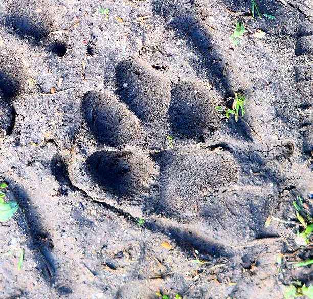 istock muddy dogs paw print wet soil impression background 547013484