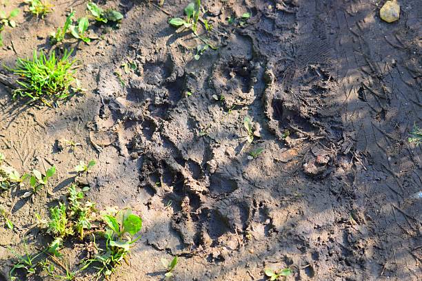 istock muddy dogs paw print wet soil impression background 547013498