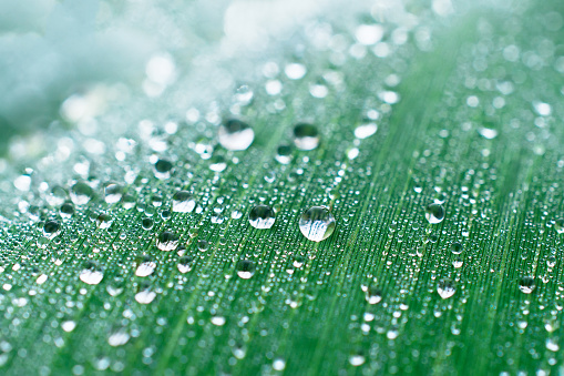 Drops of dew on a leaf marsh reeds. Photo closeup, shallow depth of field.