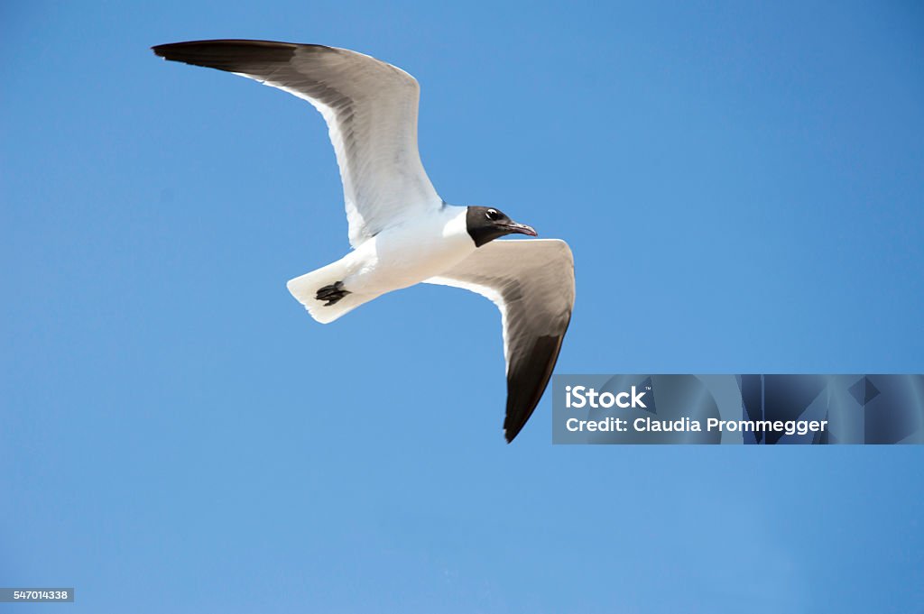 Repülő sirály - Jogdíjmentes Fény témájú stock fotó Repülő sirály - Jogdíjmentes Fény témájú stock fotó