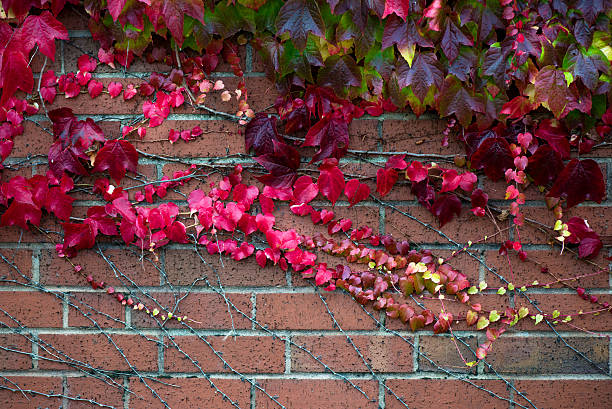 istock Ivy with Red and Green Leaves on the Brick Wall 547014840