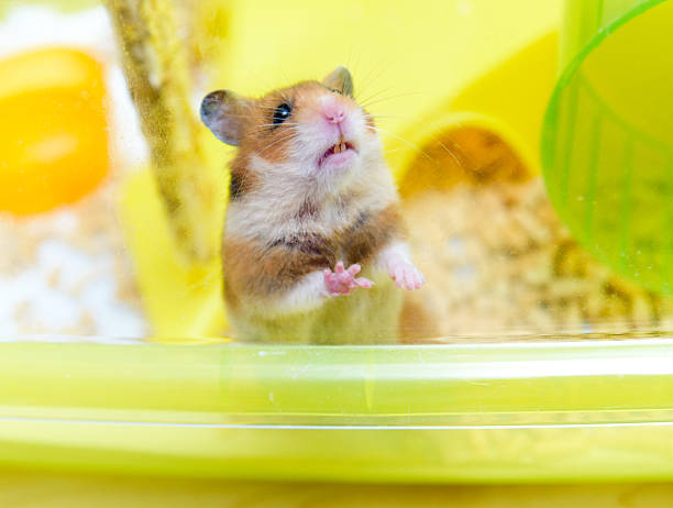 istock Red Funny hamster looking out of its cage 547016270
