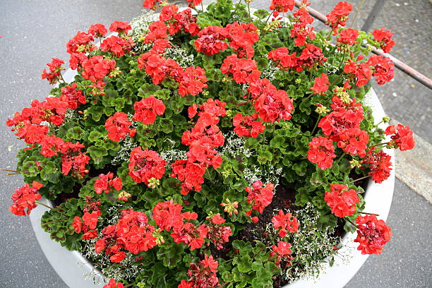 istock Urban street flowers 547016962