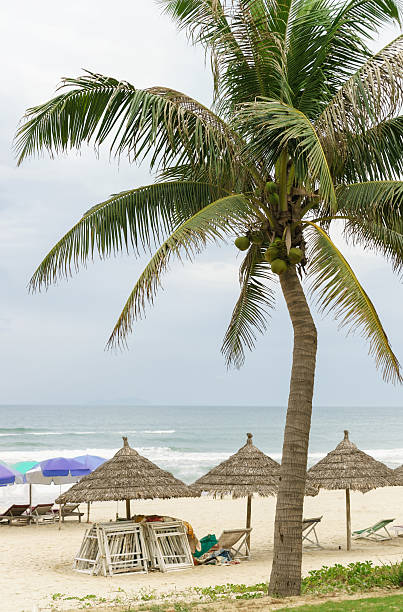 istock Palms and sunbeds at China Beach in Da Nang 547017008