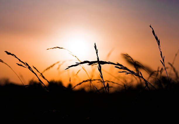 istock Sunset Field, Sunrise. Evening Sun on dry grass. 547017838