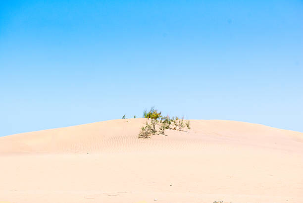 istock Tarajal (Tamarix canariensis) in Dunes of Maspalomas 547017886