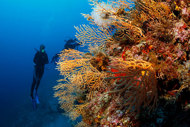 istock Underwater  Scuba divers enjoy  Explore coral reef   Sea life 547017940