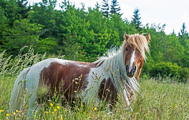 istock Palamino Shetland Pony in tall grass. 547017994