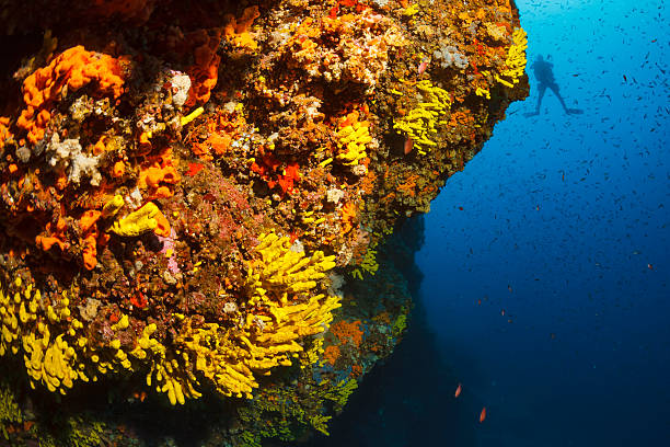 istock Underwater  Scuba diver enjoy  Explore coral reef   Sea life   Sponge 547018022