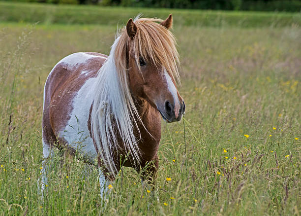 istock Palamino Shetland Pony in tall grasses. 547018200