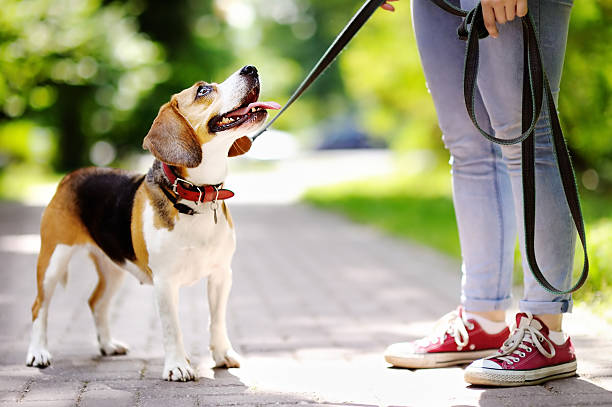 mujer joven con el perro de beagle en el parque - correa objeto fabricado fotografías e imágenes de stock