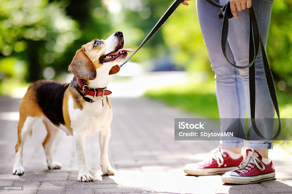 Jeune femme avec chien Beagle dans le parc - Photo de Chien libre de droits