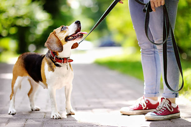 Young woman with Beagle dog in the park Young woman walking with Beagle dog in the summer park dog walking stock pictures, royalty-free photos & images