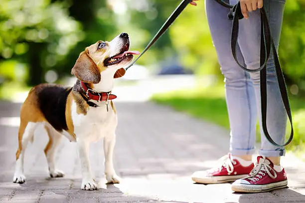 Photo of Young woman with Beagle dog in the park