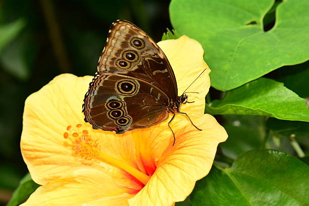 istock Blue Morpho butterfly on a flower 547020304