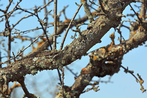 istock Dry branch on a sunny day 547021798