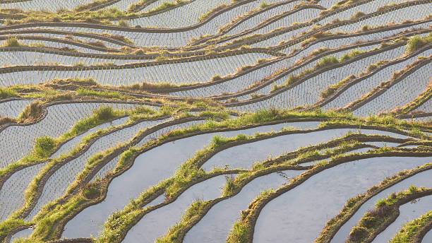 bergterrassenlandschaft im wolkenmeer - zhejiang provinz stock-fotos und bilder