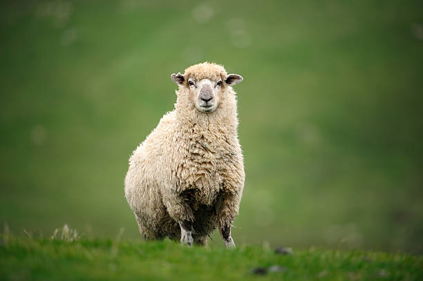 sheep in New Zealand