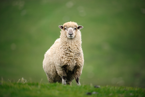 close-up of a sheep on a meafow in new zealand