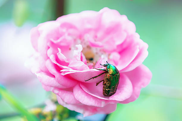 großer grüner käfer auf einer rosenblume - aurata stock-fotos und bilder