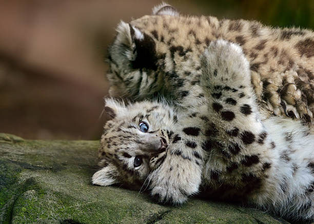 snow leopard babys - leopard 2 個照片及圖片檔