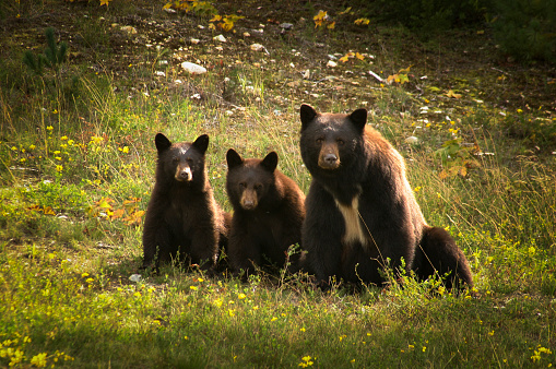 Black bear family posing for camera. Mother bear and two cubs sitting next to each other looking into camera.