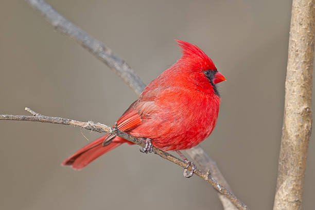 istock Male Northern Cardinal in Tree 547023658