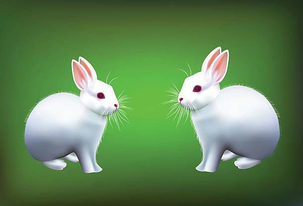 1,157 Two Rabbits Illustrations & Clip Art - iStock | Bunnies, Two animals, Rabbit ears 1,157 Two Rabbits Illustrations & Clip Art - iStock | Bunnies, Two animals, Rabbit ears