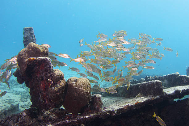 Caribbean Underwater2 stock photo