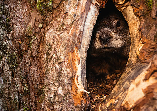 ocultar la marmota - groundhog fotografías e imágenes de stock