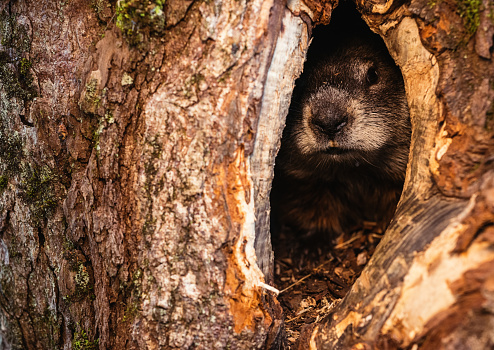 A groundhog peeks from a hole in the trunk of a massive chestnut tree.