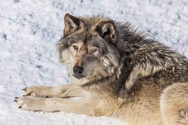 istock Gray Wolf in the Snow Looking up at Camera 547026480