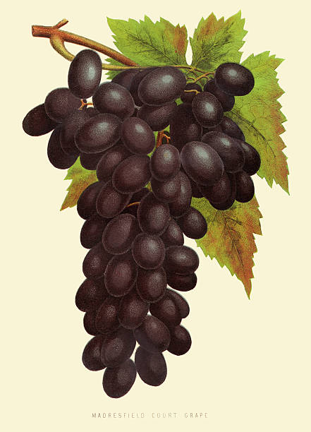 illustrazioni stock, clip art, cartoni animati e icone di tendenza di illustrazione dell'uva 1874 - red grape