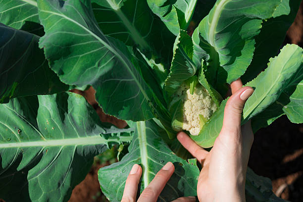 istock Agriculture. Growing plants. Farmer hand holding young cauliflower plants 547026628