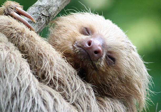 A close up of the head and upper body of a two-toed baby sloth as photographed in Costa Rica.