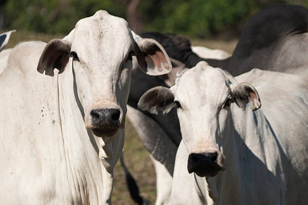 Cattle - Nelore on farm, concept image stock photo