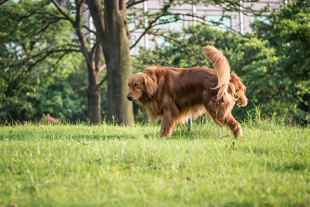 istock Pee a golden retriever on the grass 547028256