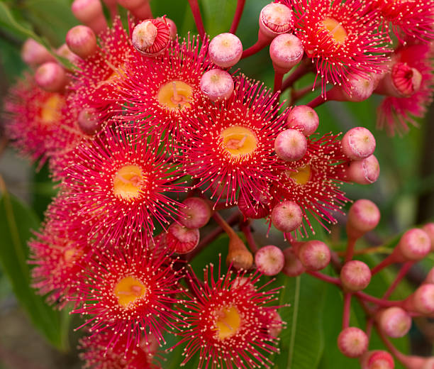 istock red flowers gum tree eucalyptus phytocarpa hybrid australian nat 547028394